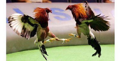 Gallos De Pelea Wallpapers